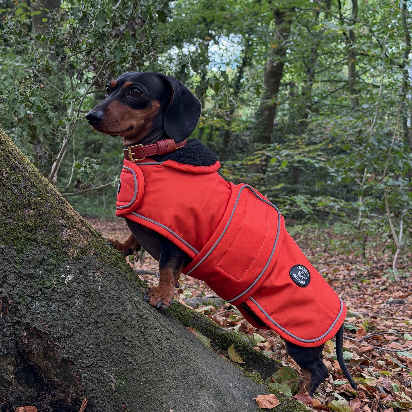 A dachshund wearing a bright red dog jacket with gray piping, standing on a mossy tree trunk in a wooded forest setting.