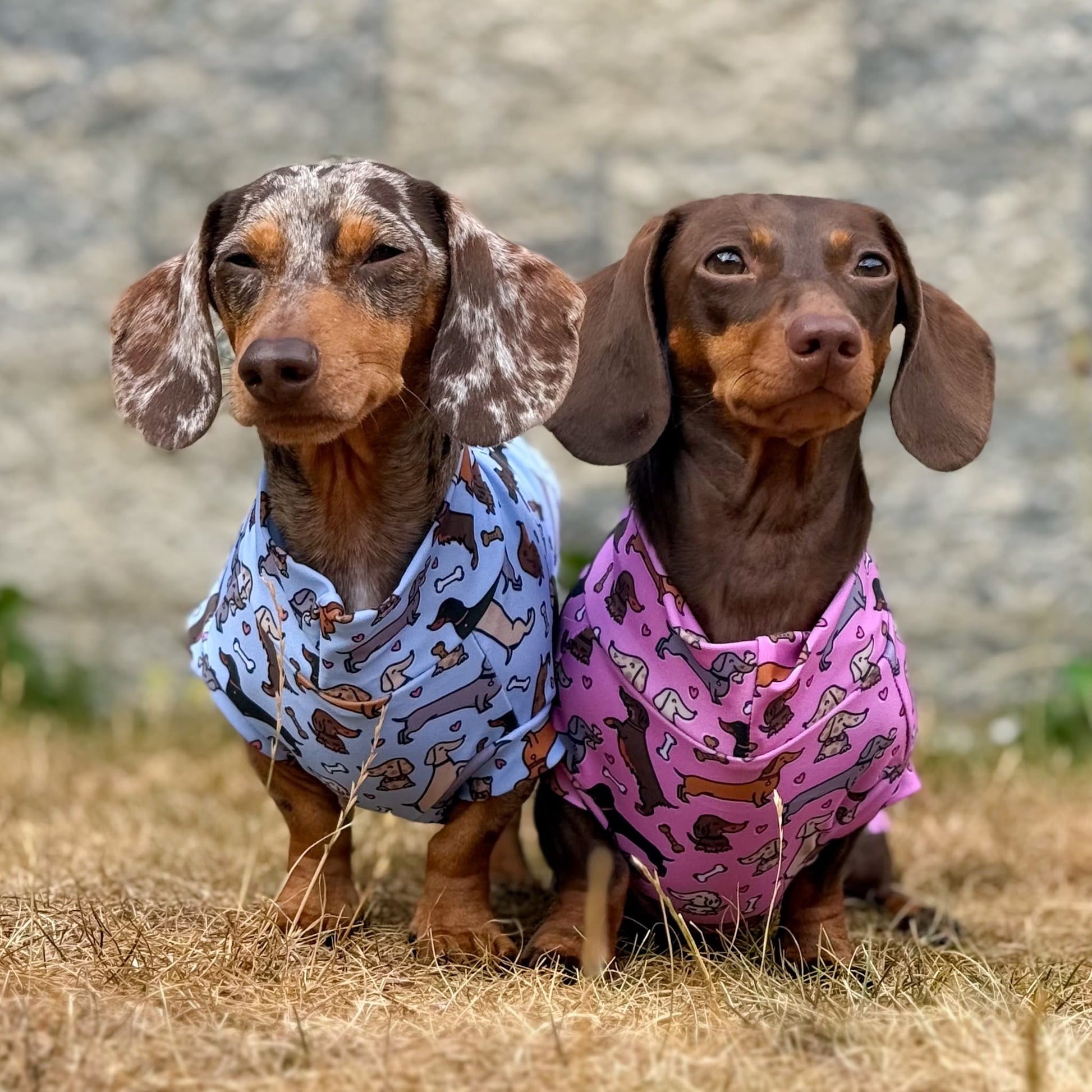 Two dachshunds sitting in dry grass in front of a stone wall, wearing patterned bandanas. The dog on the left wears a light blue bandana with brown dachshund illustrations, and the dog on the right wears a pink bandana with similar illustrations.