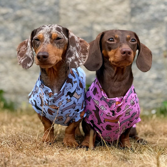 Two dachshunds sitting in dry grass in front of a stone wall, wearing patterned bandanas. The dog on the left wears a light blue bandana with brown dachshund illustrations, and the dog on the right wears a pink bandana with similar illustrations.