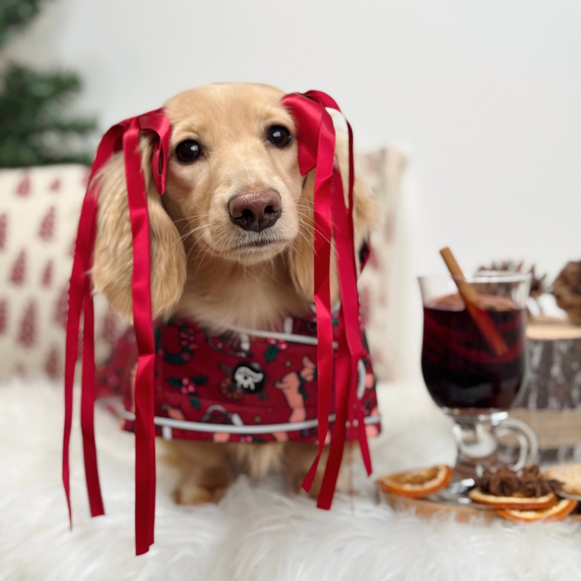 Dog wearing a festive outfit with red ribbons in a cozy indoor setting.