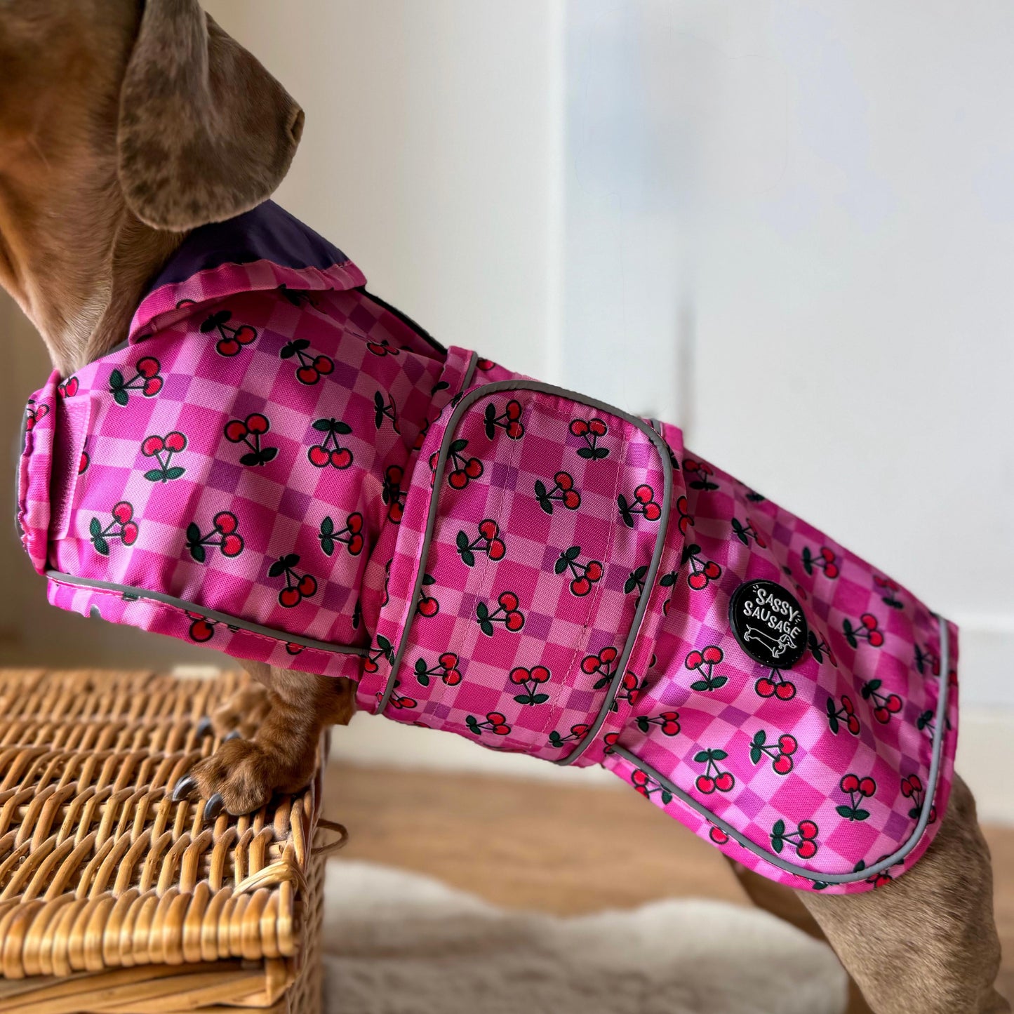 Dog wearing a pink checkered coat with cherry pattern on a light background