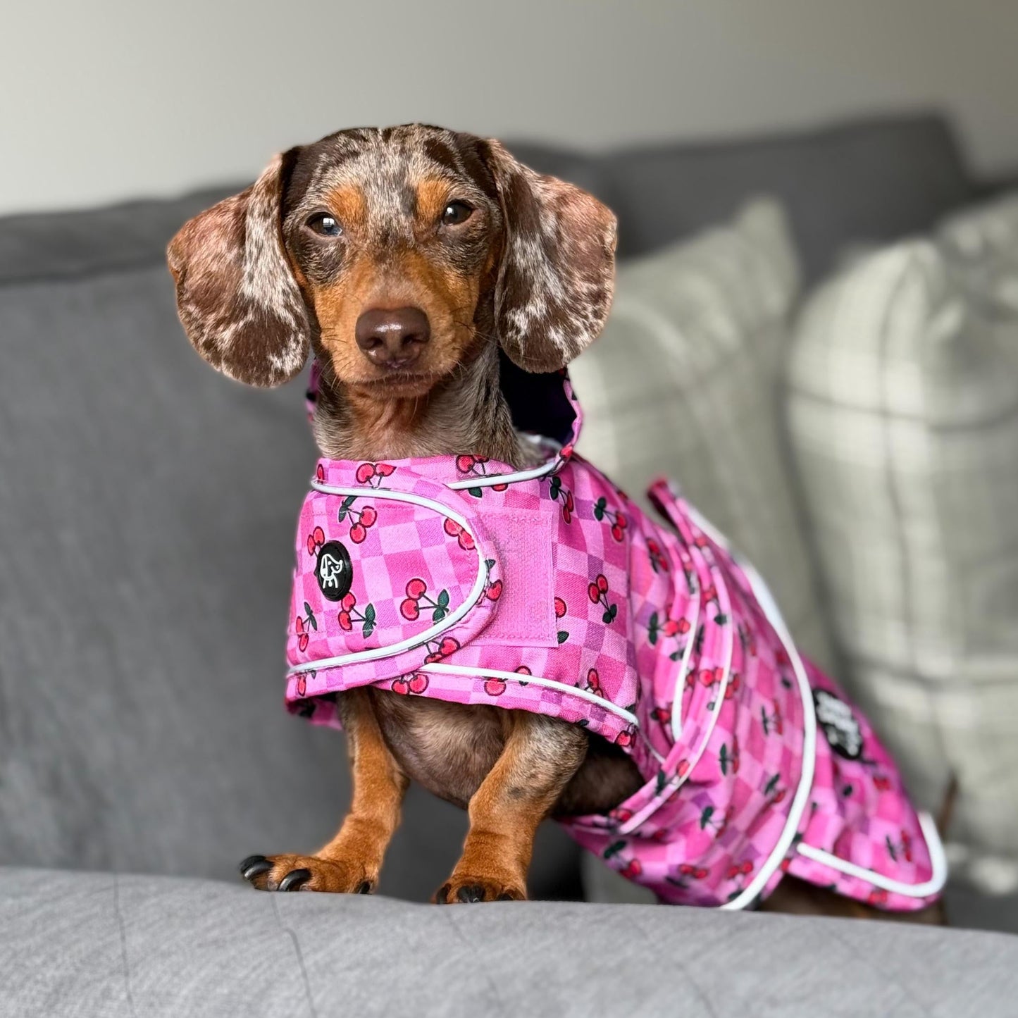 Small dog wearing a pink outfit on a gray couch