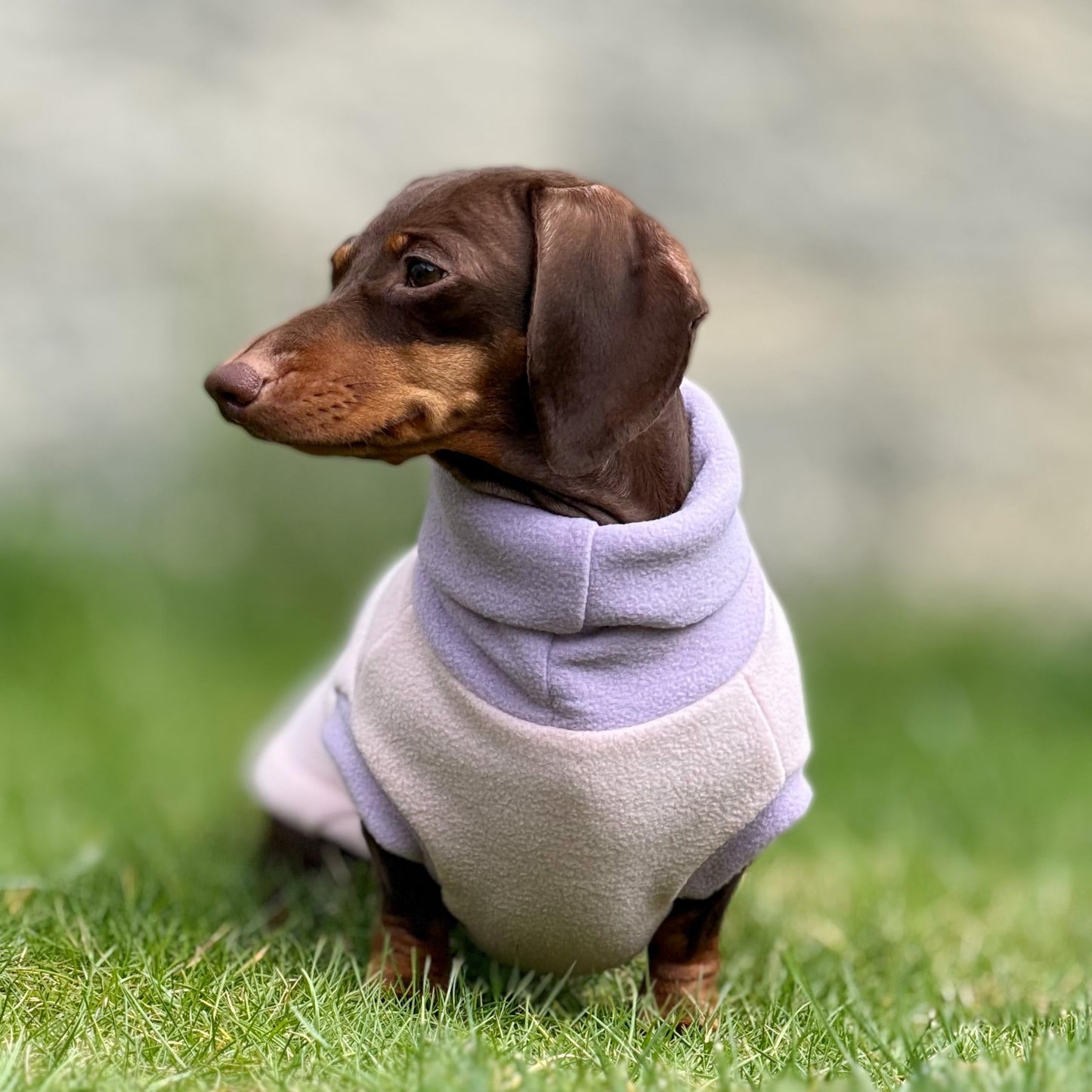 Two-Tone Dachshund Rollneck Jumper