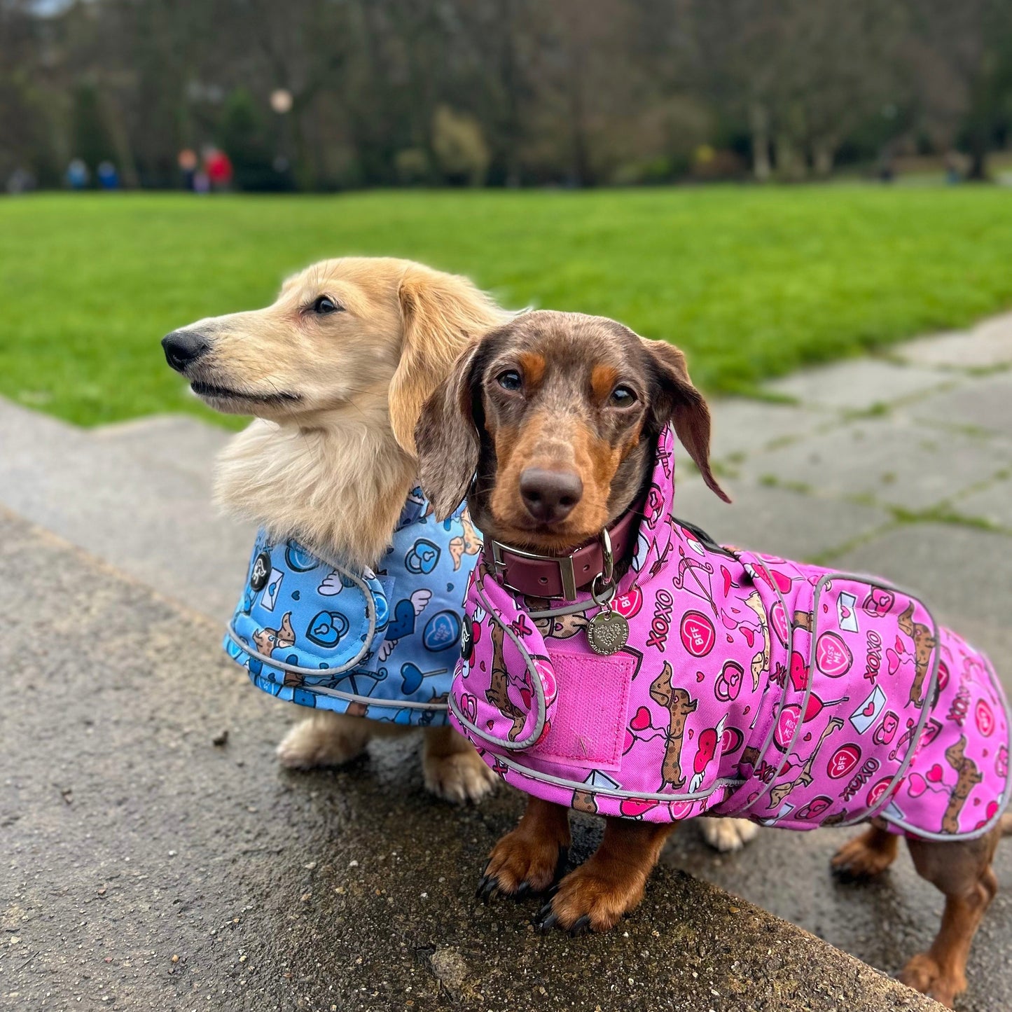 Cupid's Kisses - Dachshund Jacket