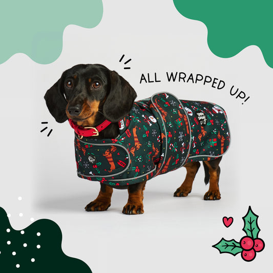 All Wrapped Up - Dachshund Jacket