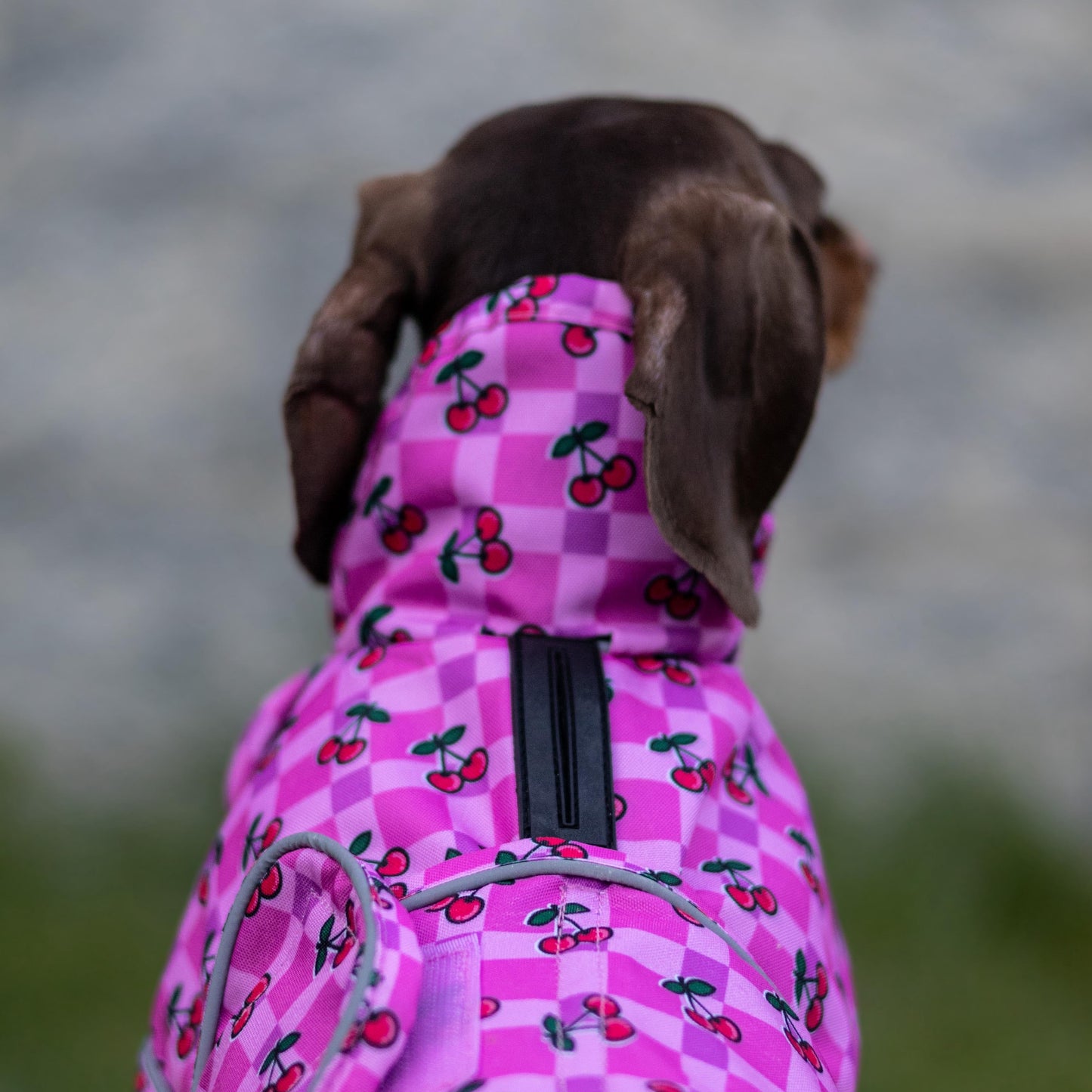 Dog wearing a pink checkered coat with cherry pattern outdoors