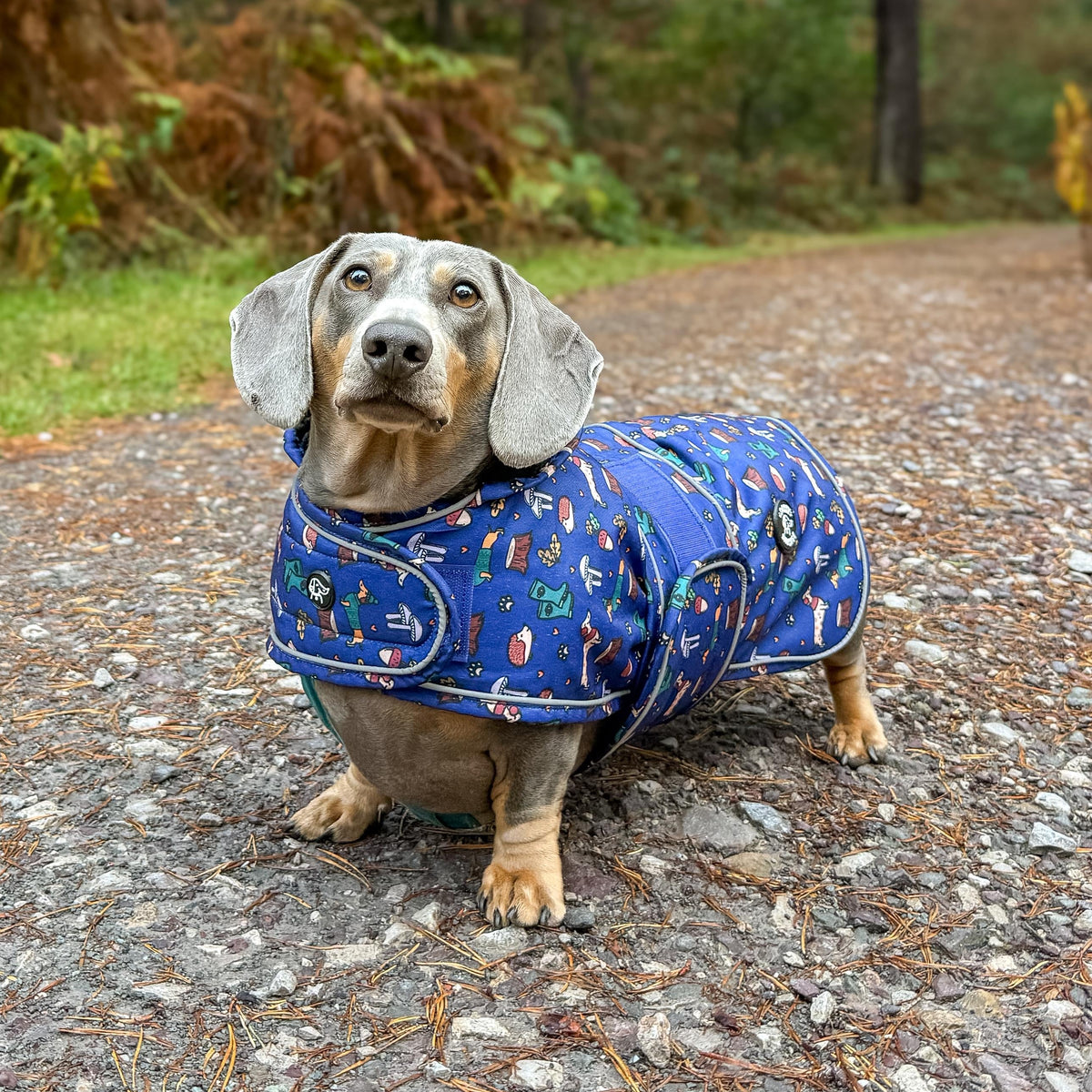 A dachshund wearing a blue patterned dog coat stands on a gravel path in a wooded outdoor setting.