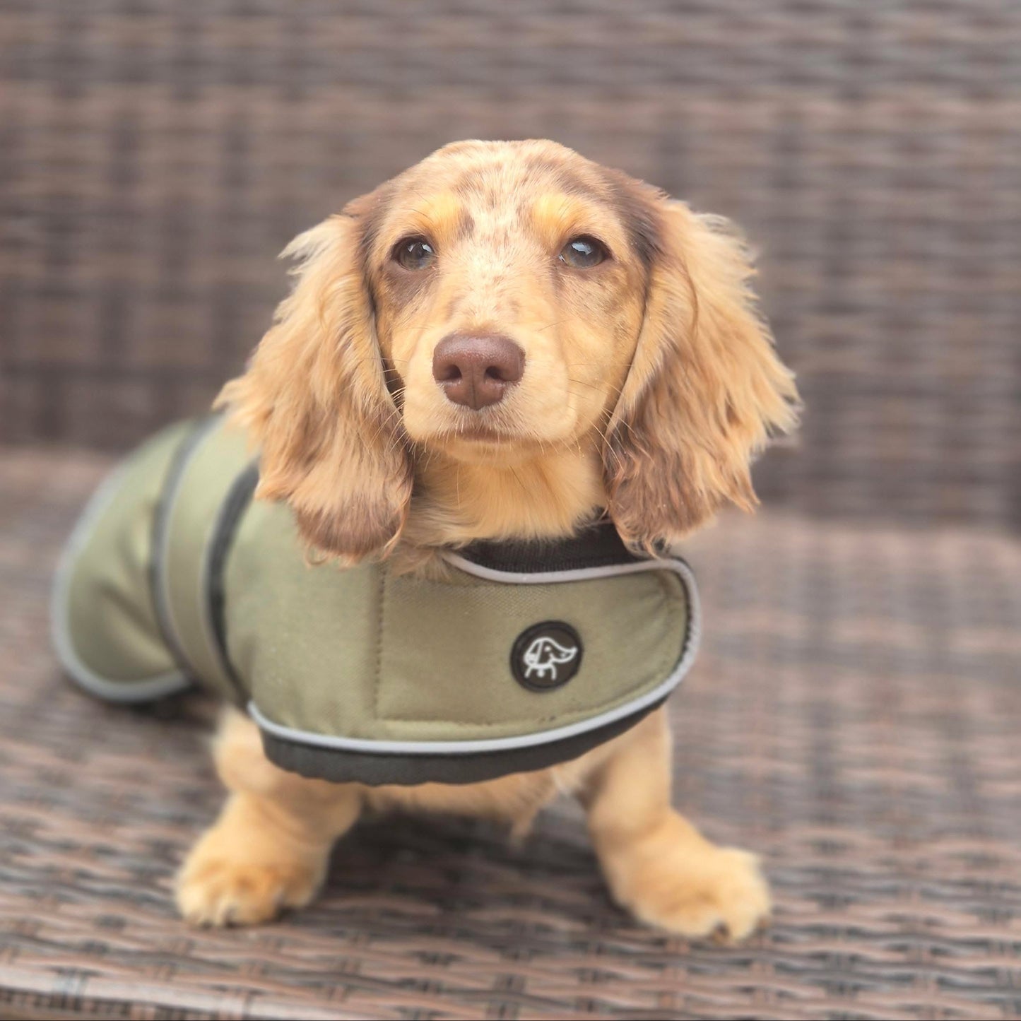 Puppy Dachshund Jacket