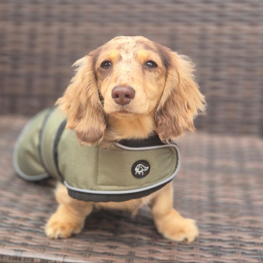 Puppy Dachshund Jacket