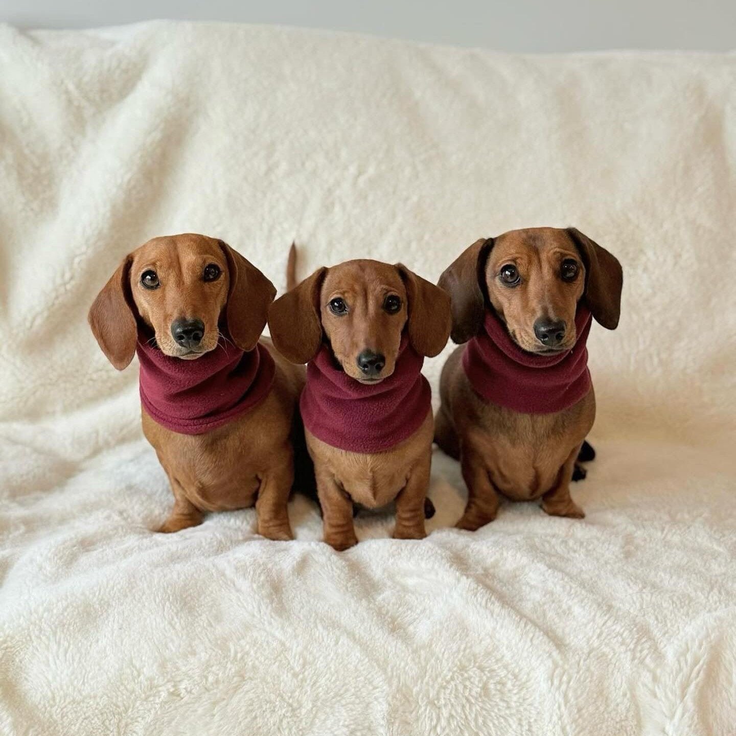 Dachshund Snoods