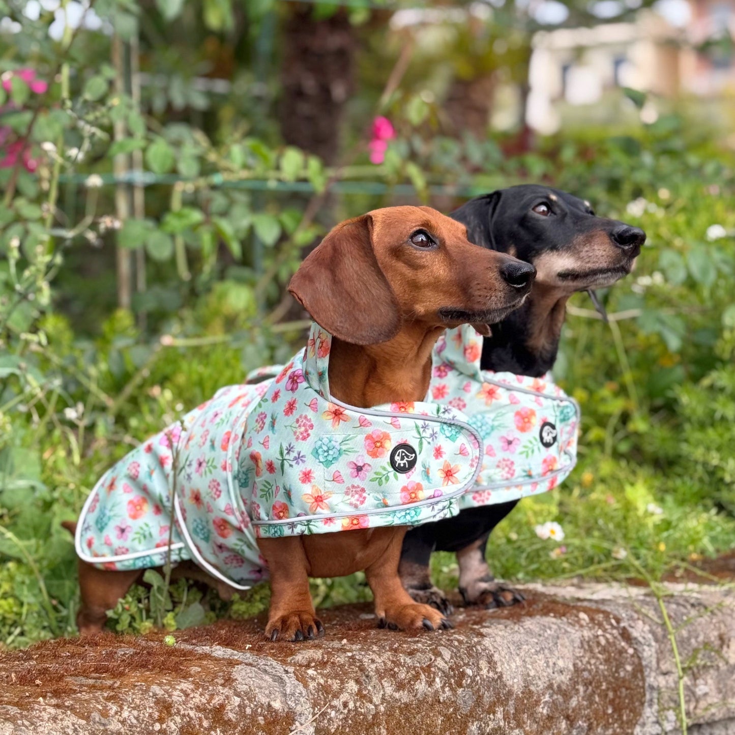 Springtime Fling - Dachshund Jacket