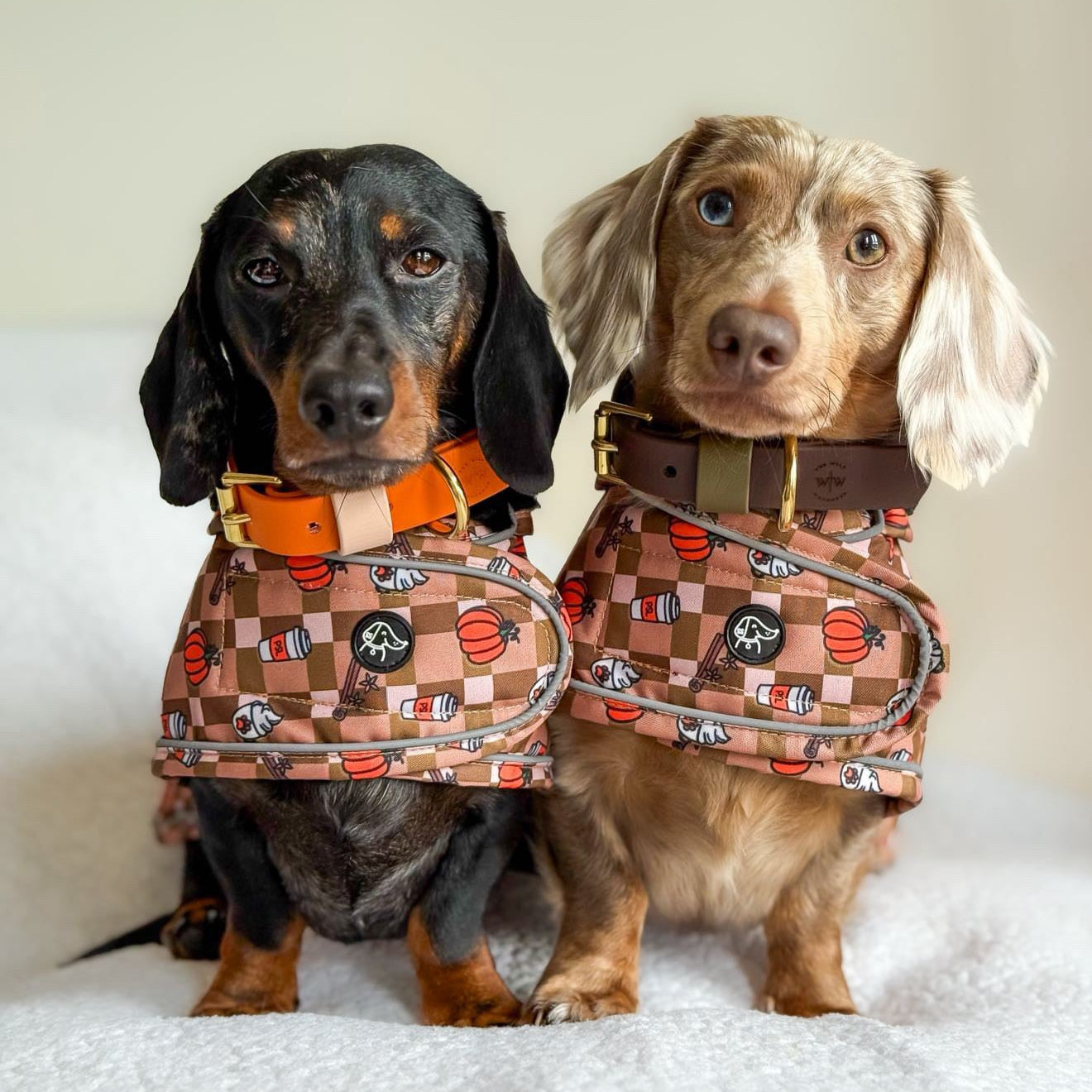 Autumn Dachshund Jacket's