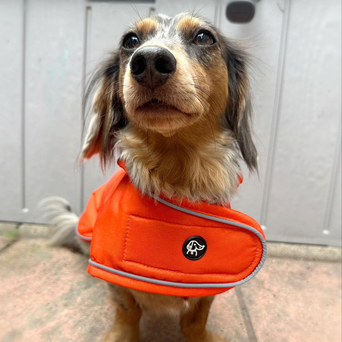 A dachshund wearing a bright orange dog life jacket with reflective trim, standing on a paved surface in front of a gray wooden fence.