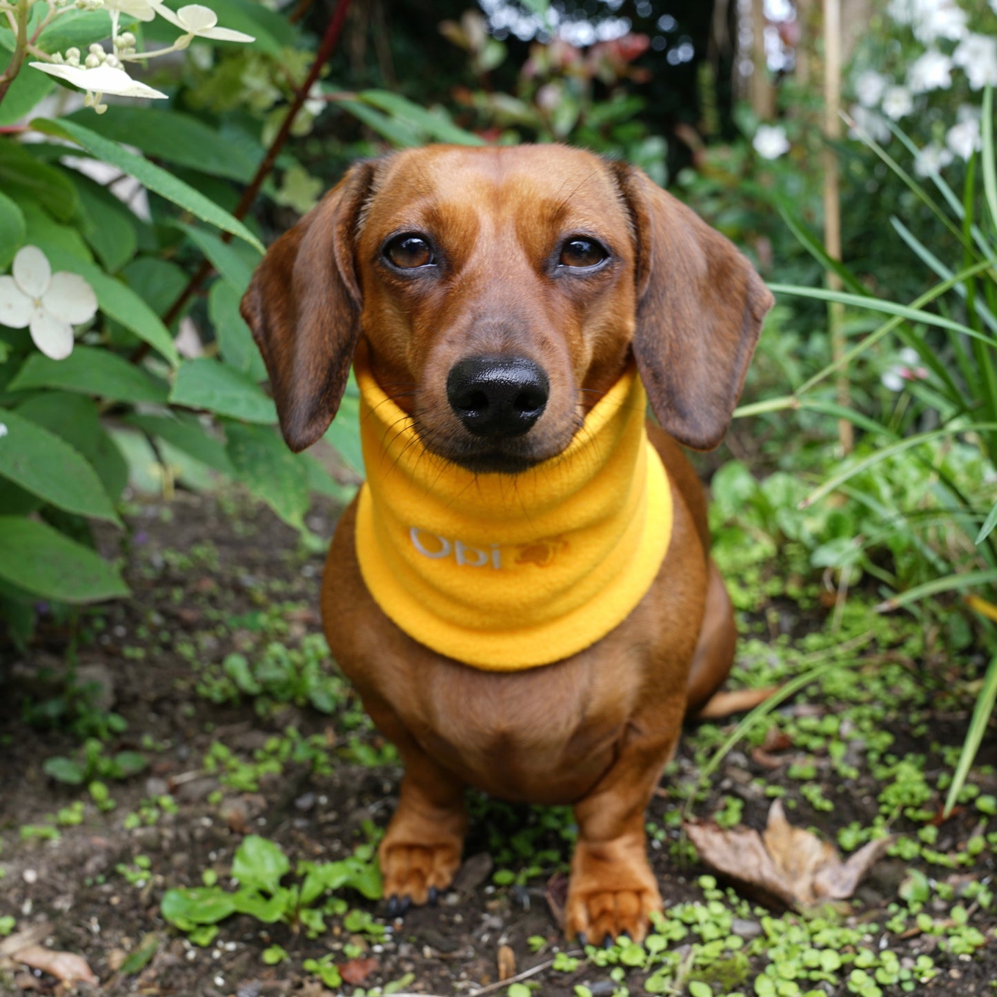 Dachshund Snoods