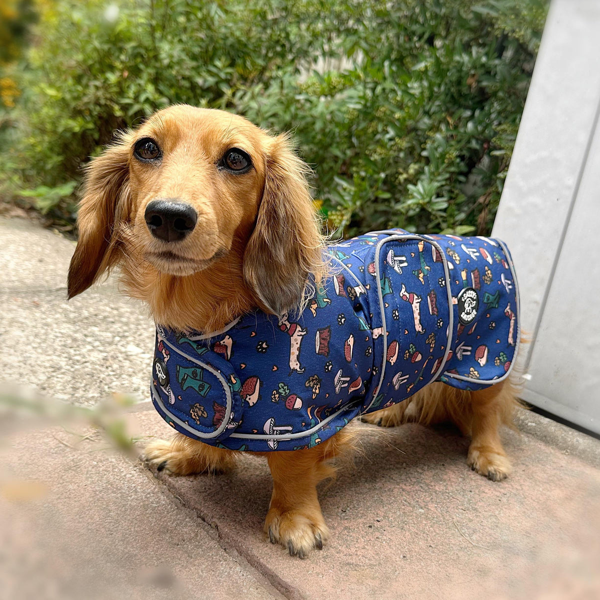 A dachshund wearing a navy blue dog coat with a colorful space-themed pattern of planets, stars, and rockets, standing on a stone patio in front of green garden foliage.