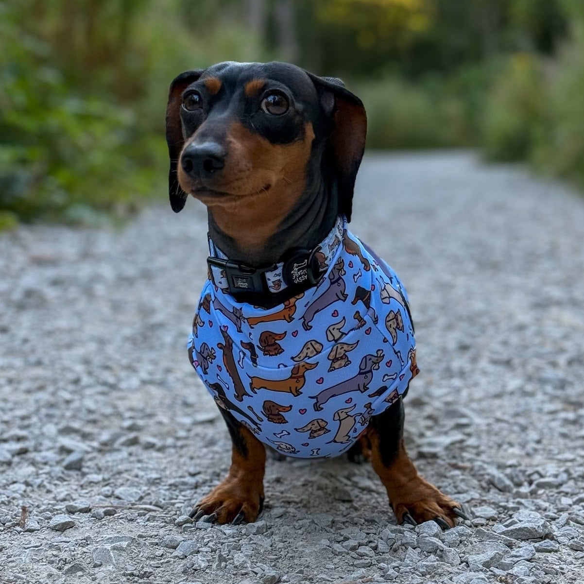 A dachshund wearing a blue dog sweater with a cartoon dog pattern, sitting on a gravel path outdoors.