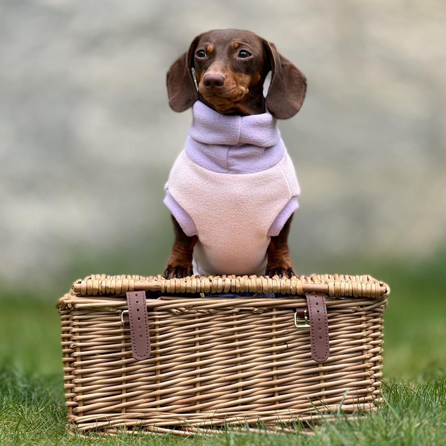 Two-Tone Dachshund Rollneck Jumper