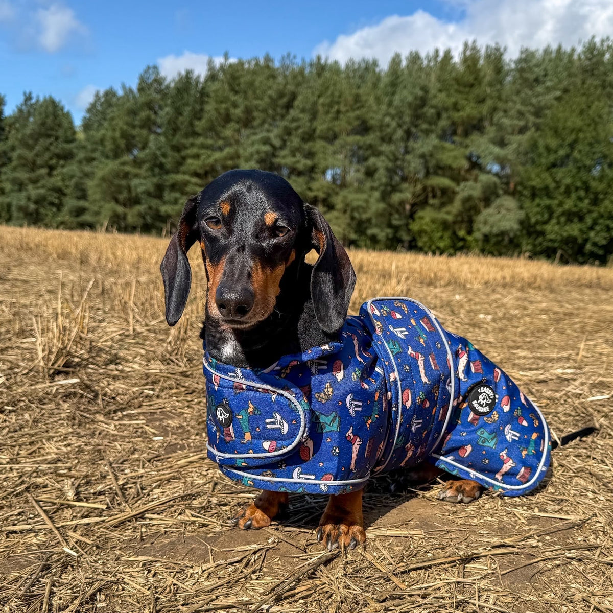 A dachshund wearing a blue patterned dog coat sits in a dry grass field with trees and a blue sky in the background.