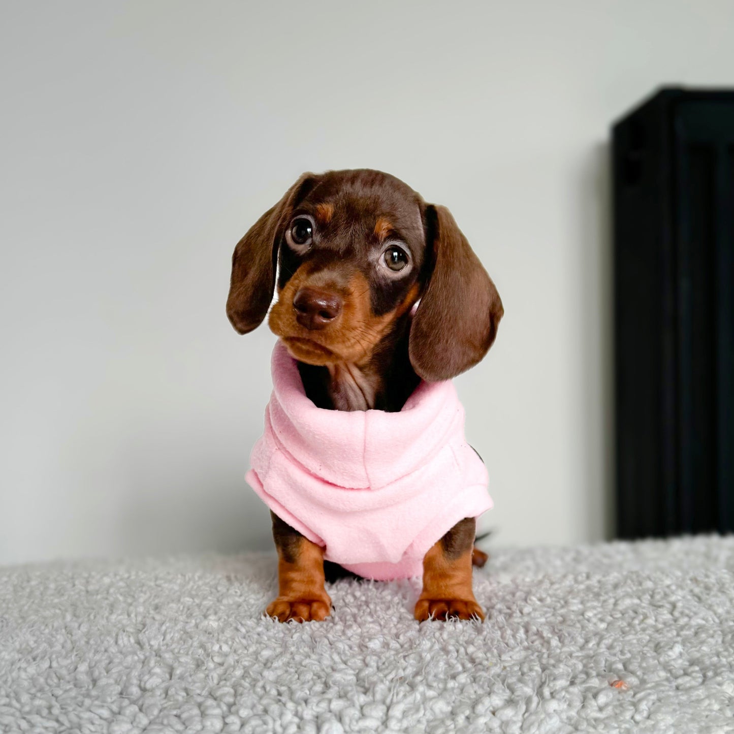 Puppy Roll-Neck