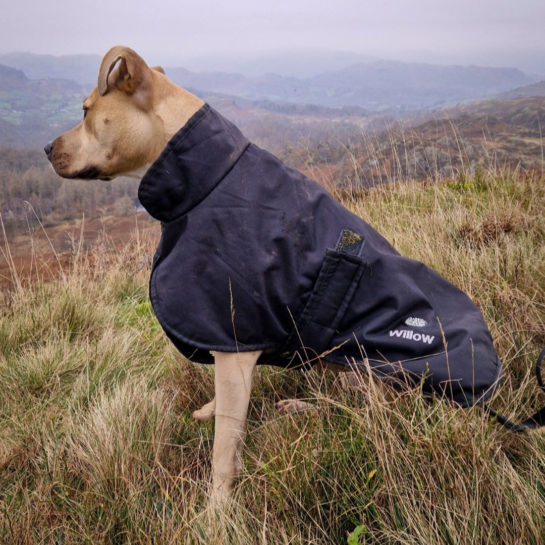 Essentials Jacket - All Breeds