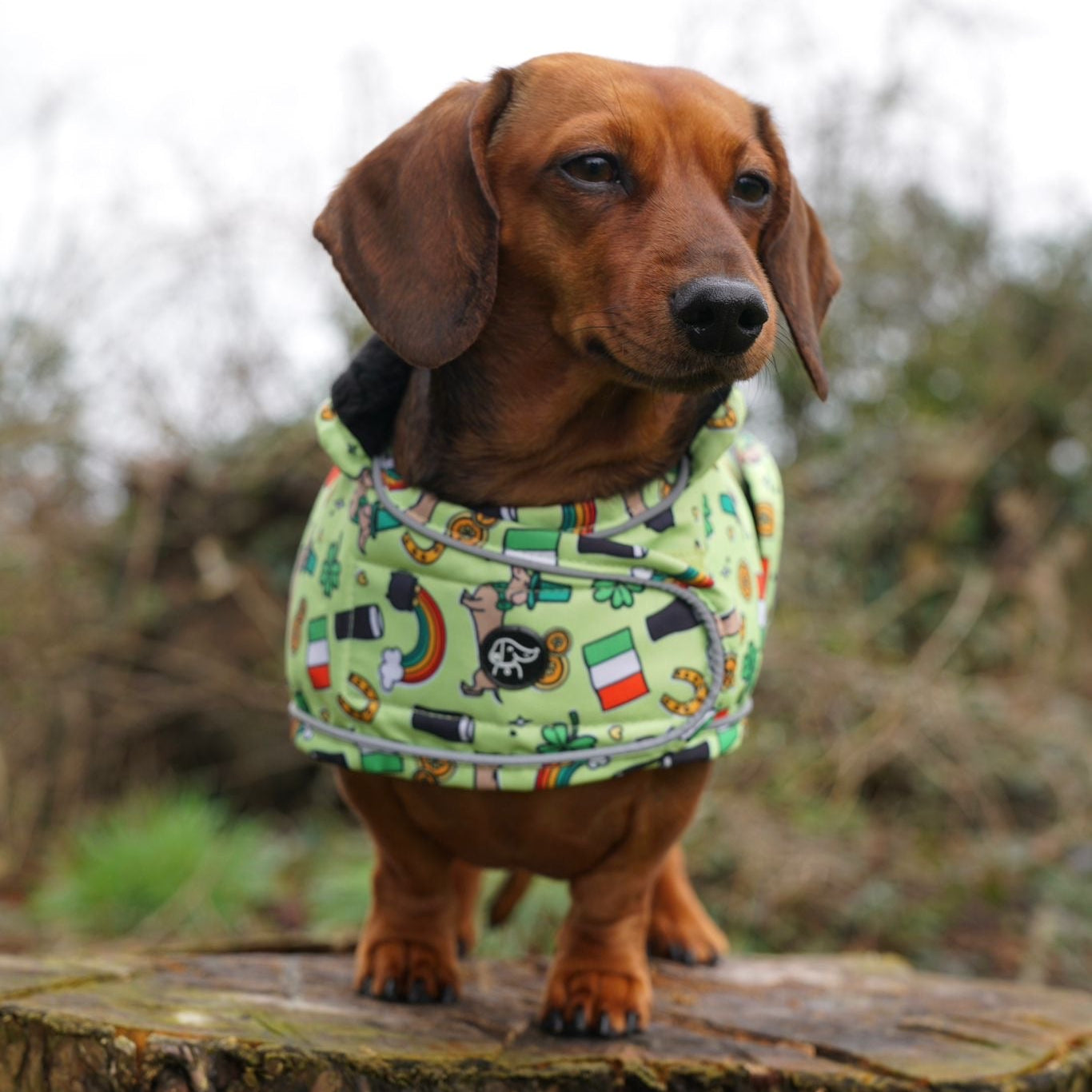 Lucky Charm - Dachshund Jacket
