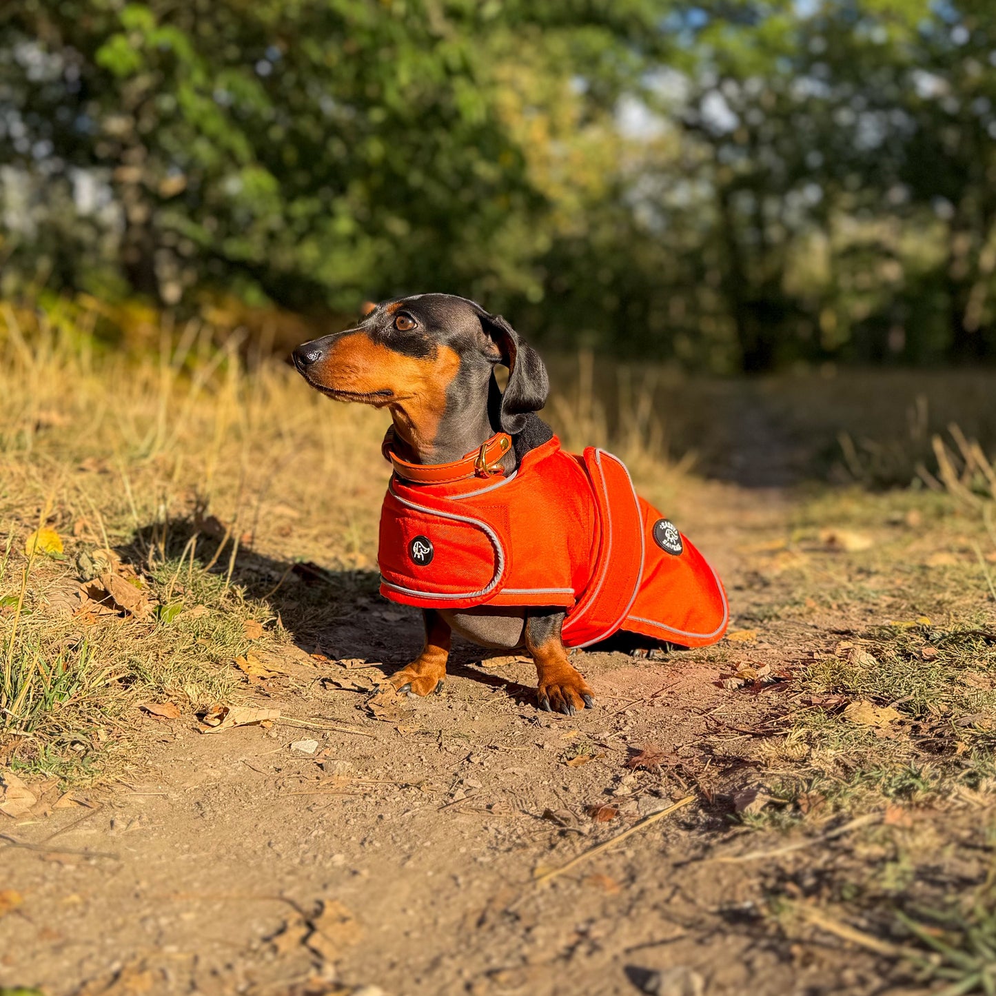 A dachshund wearing a bright orange dog coat stands on a dirt path outdoors with trees and blue sky in the background.