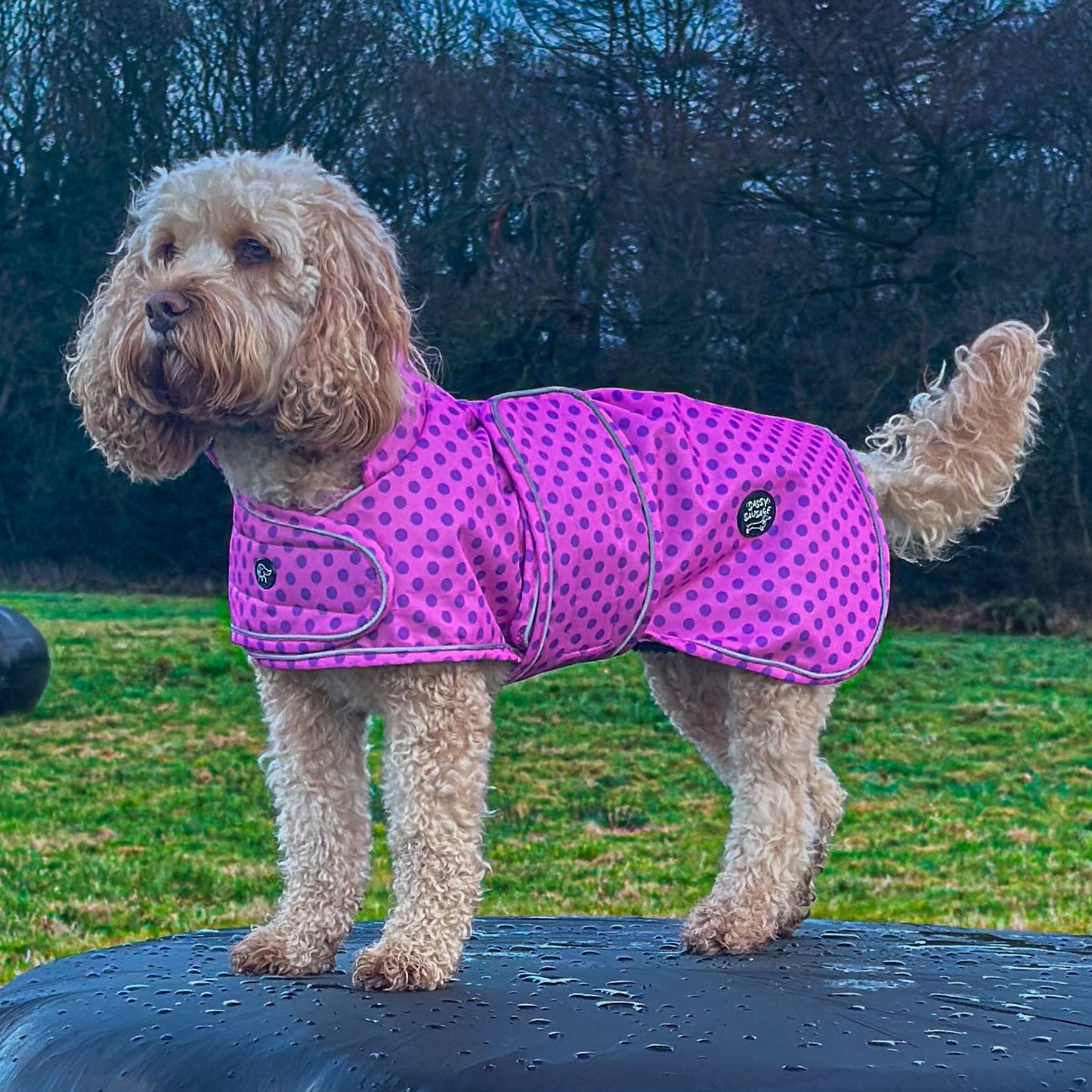 Polka Dot Collection