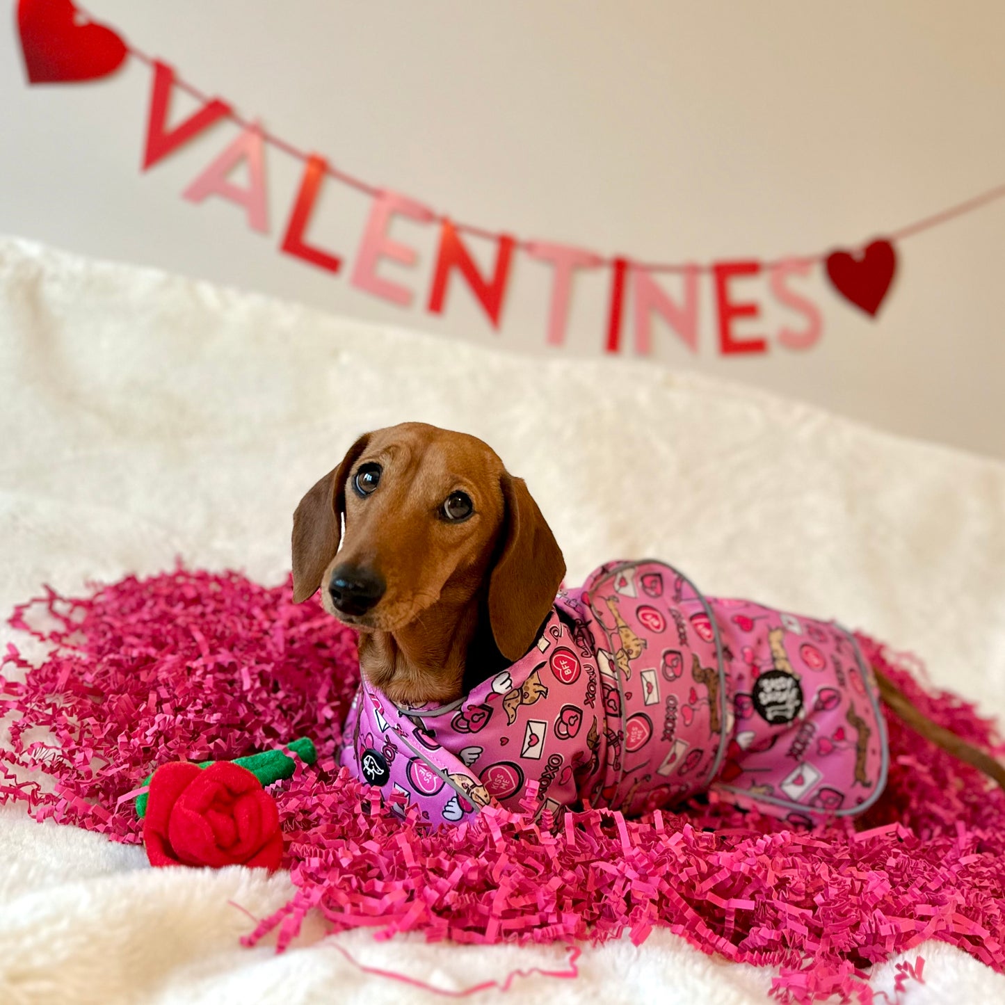 Cupid's Kisses - Dachshund Jacket