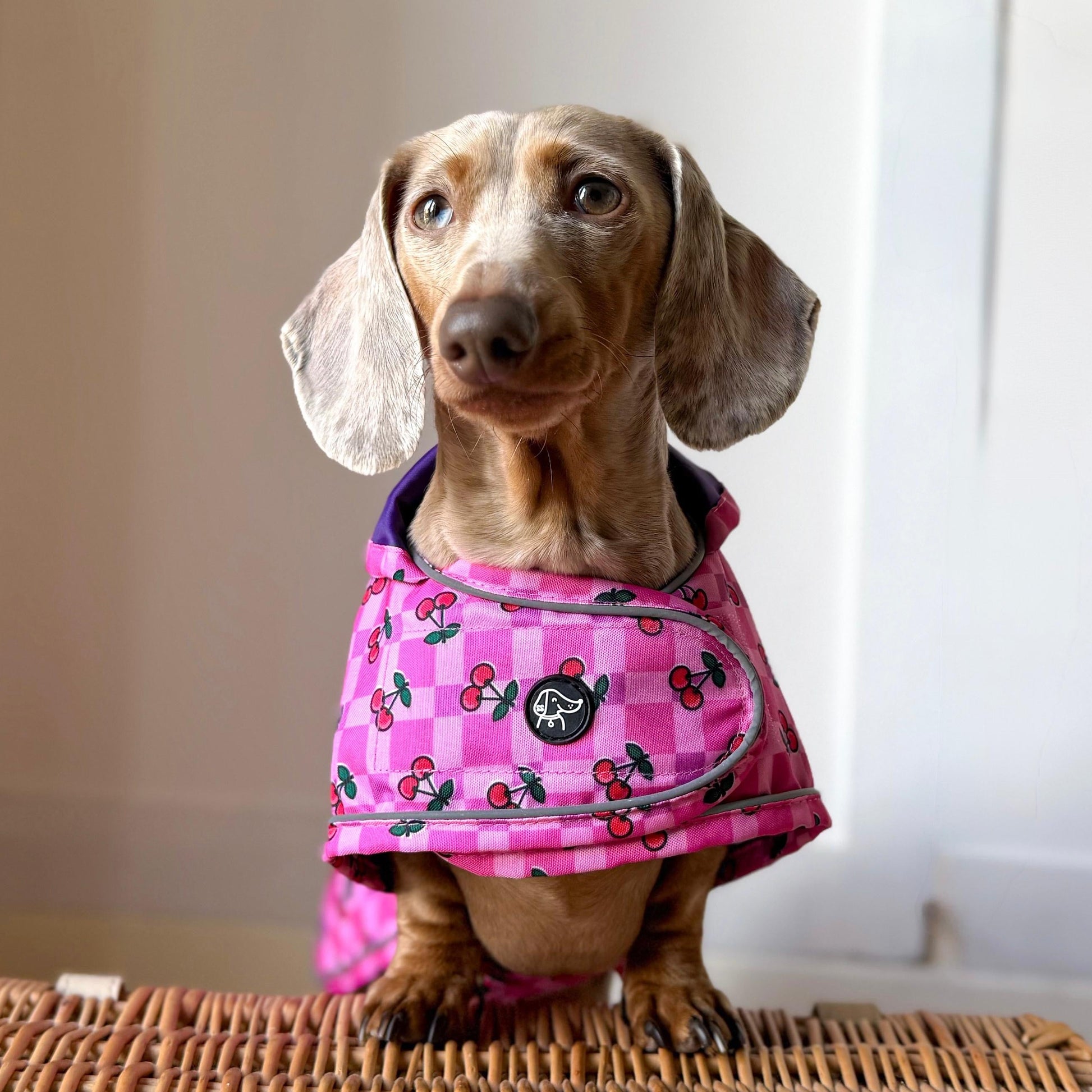 Dachshund wearing a pink raincoat with cherry pattern on a wooden surface.