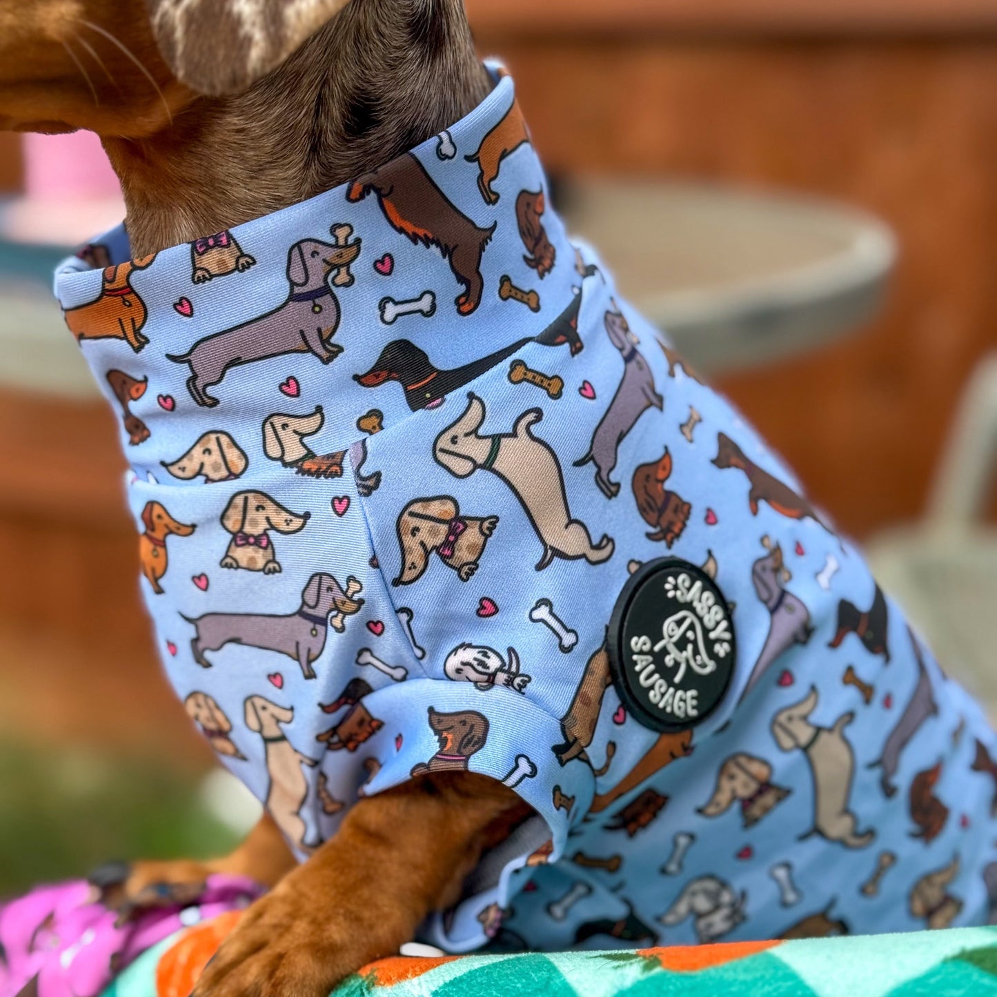 A dachshund wearing a light blue short-sleeve shirt covered in a dog print pattern, with a black circular 'Spotted Dog Apparel' logo patch on the chest, sitting on a green and orange patterned blanket.
