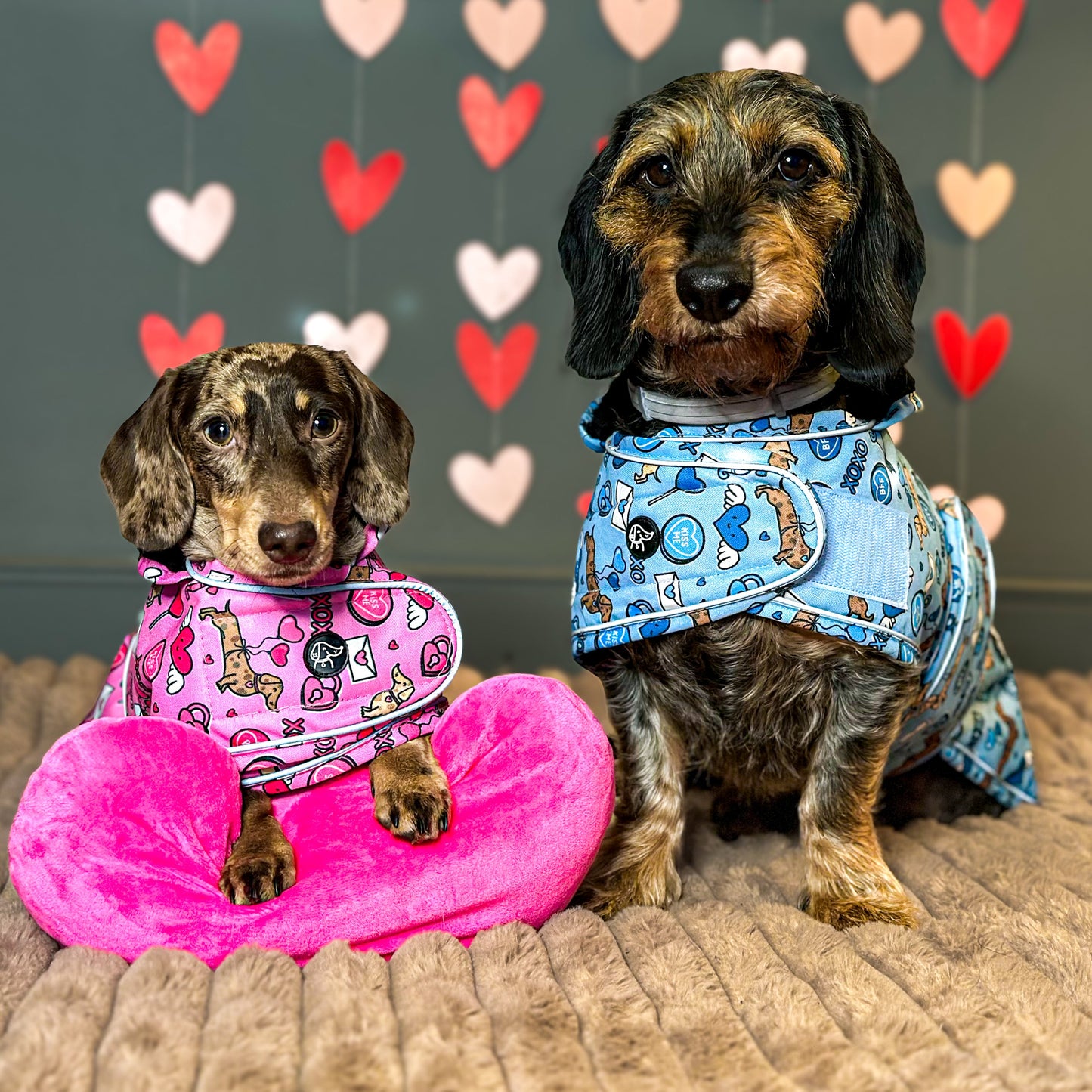 Cupid's Kisses - Dachshund Jacket