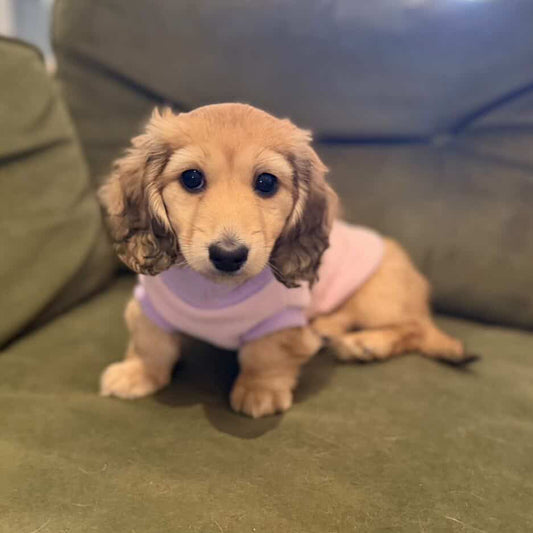 Puppy Roll-Neck