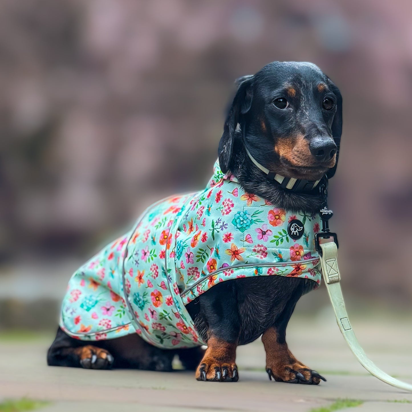 Springtime Fling - Dachshund Jacket