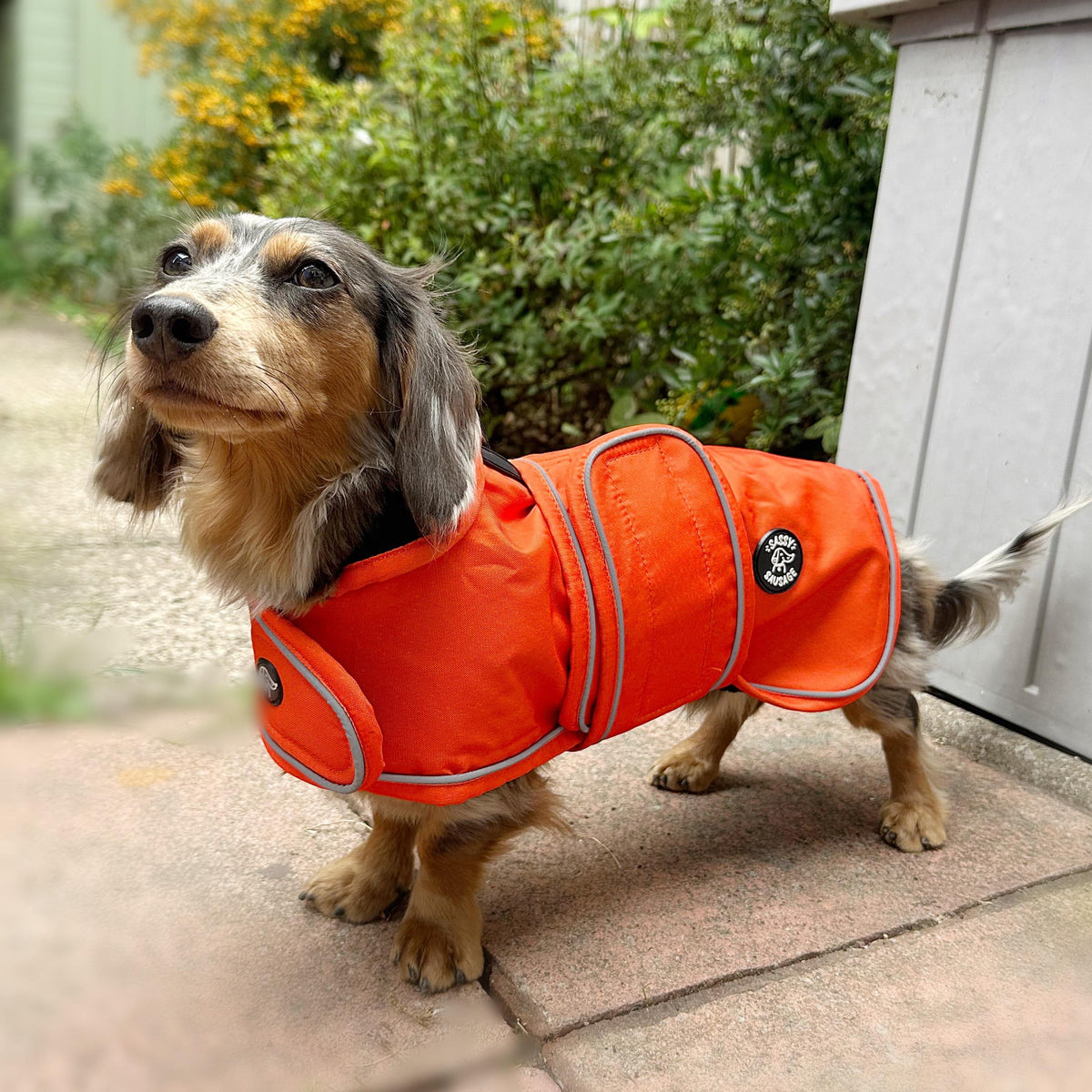 A dachshund wearing a bright orange dog coat with reflective trim, standing on a paved patio in front of a gray house wall and green bushes.