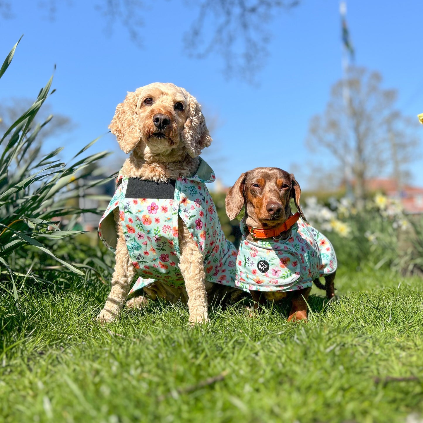 Springtime Fling - Dachshund Jacket