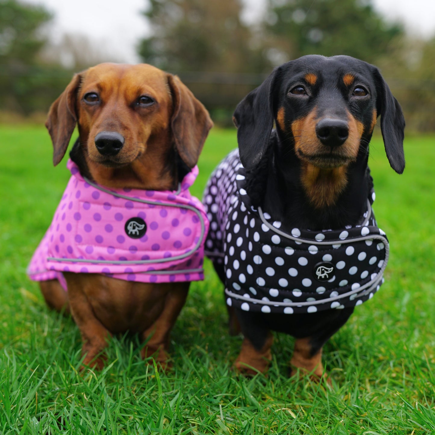 Polka Dot Collection