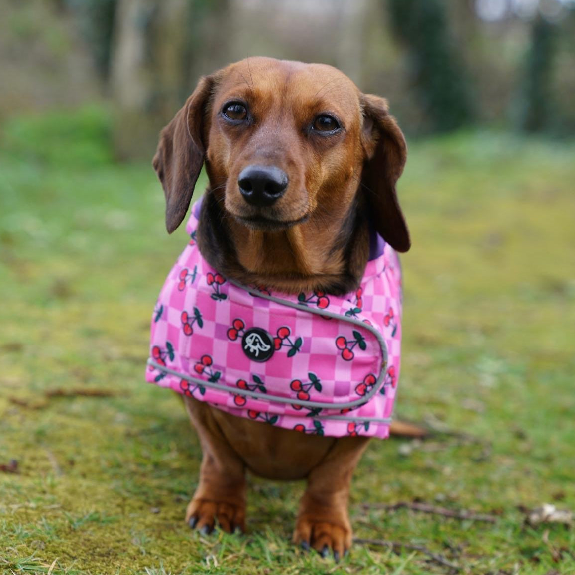 Dachshund wearing a pink checkered coat standing on grass with trees in the background