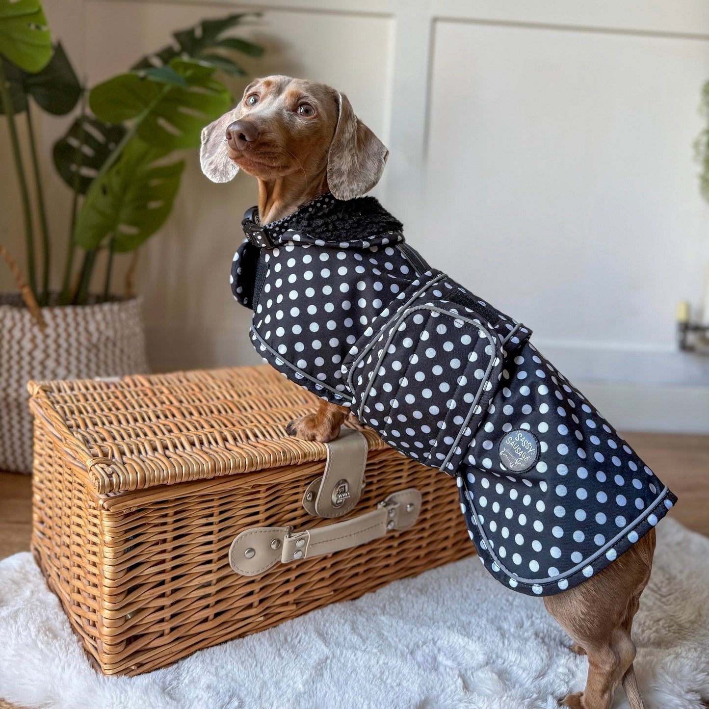 Polka Dot Collection