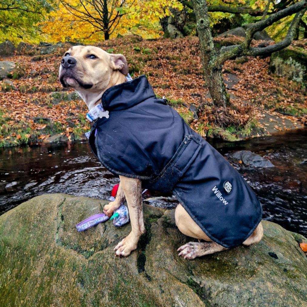 Essentials Jacket - All Breeds