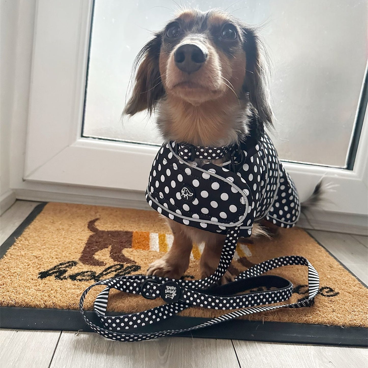 Polka Dot Collection