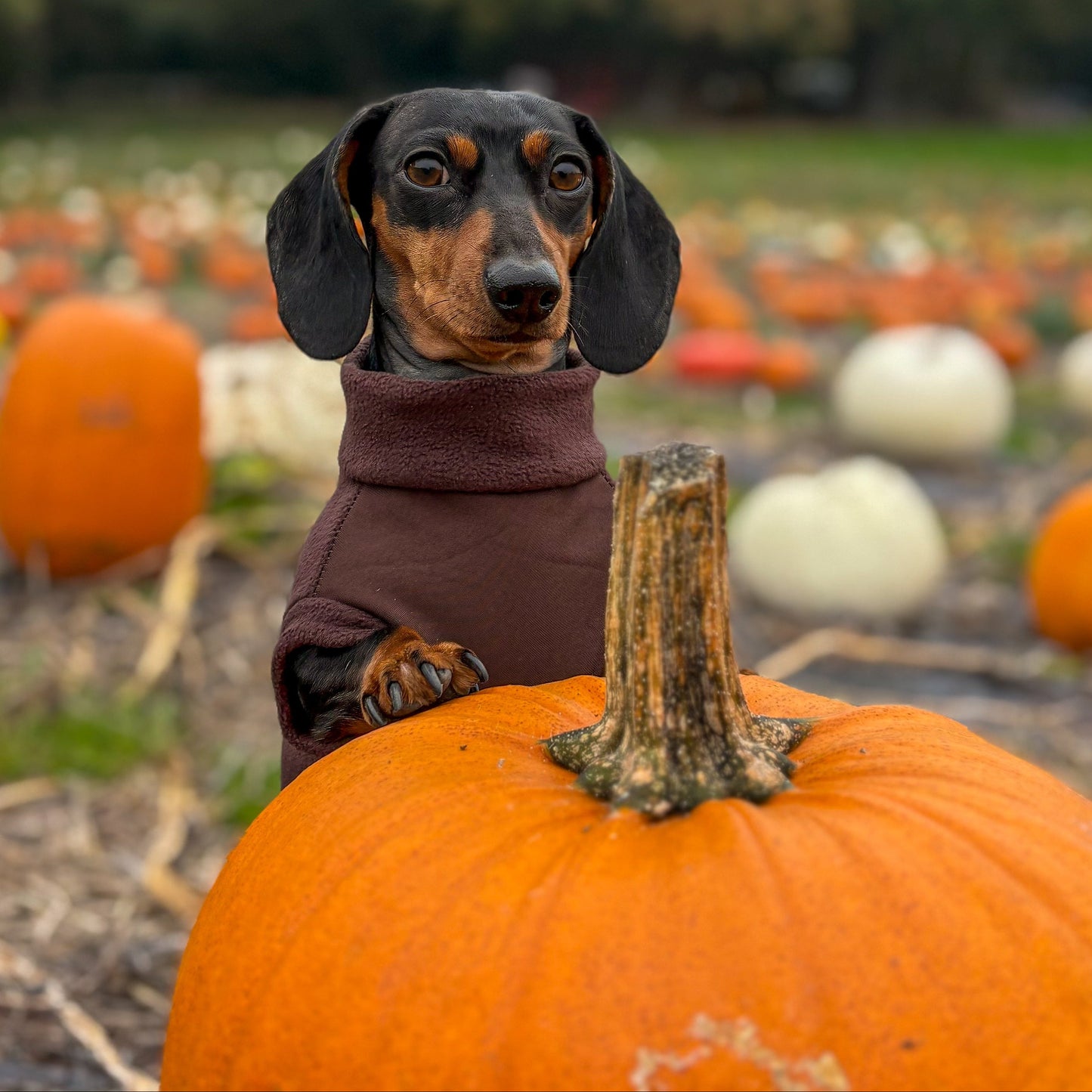 Essentials Waterproof Belly Zip Jumper