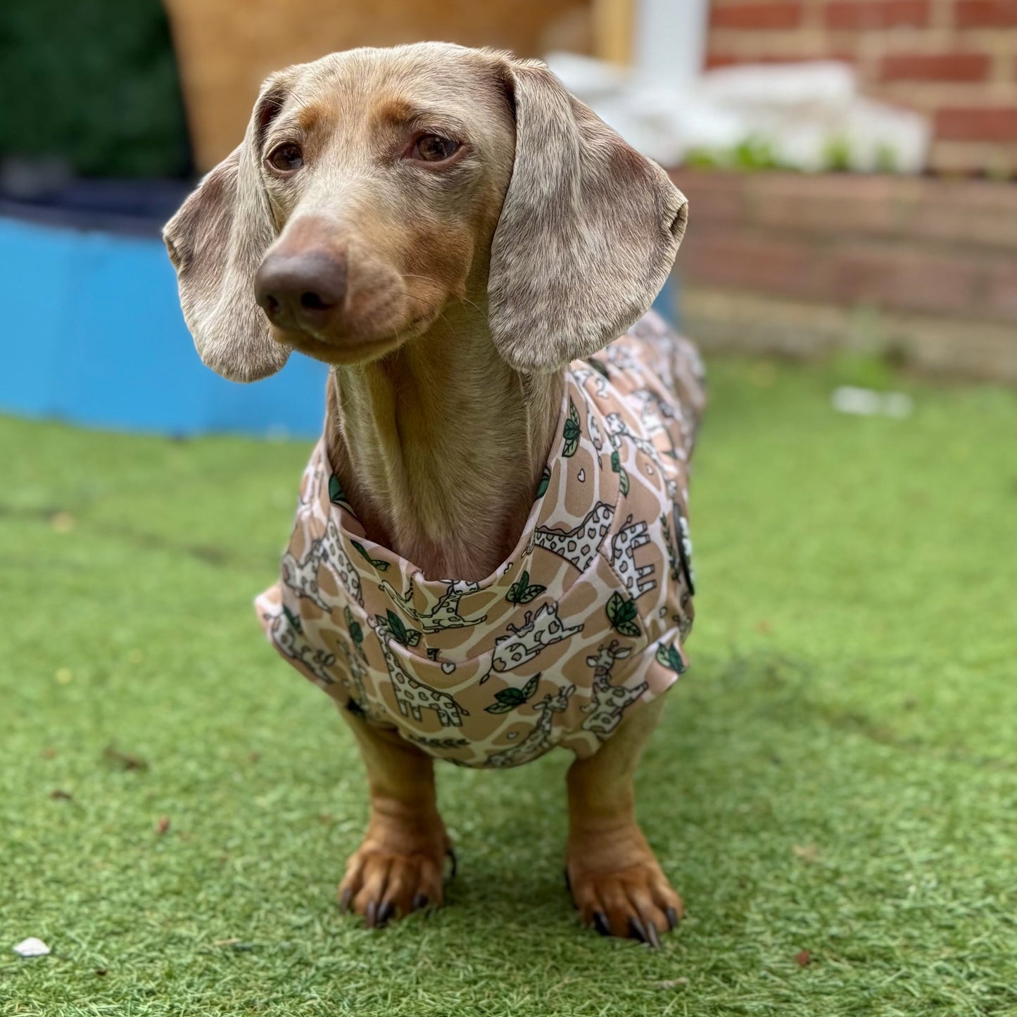 Dachshund wearing a patterned shirt standing on grass with a brick wall in the background