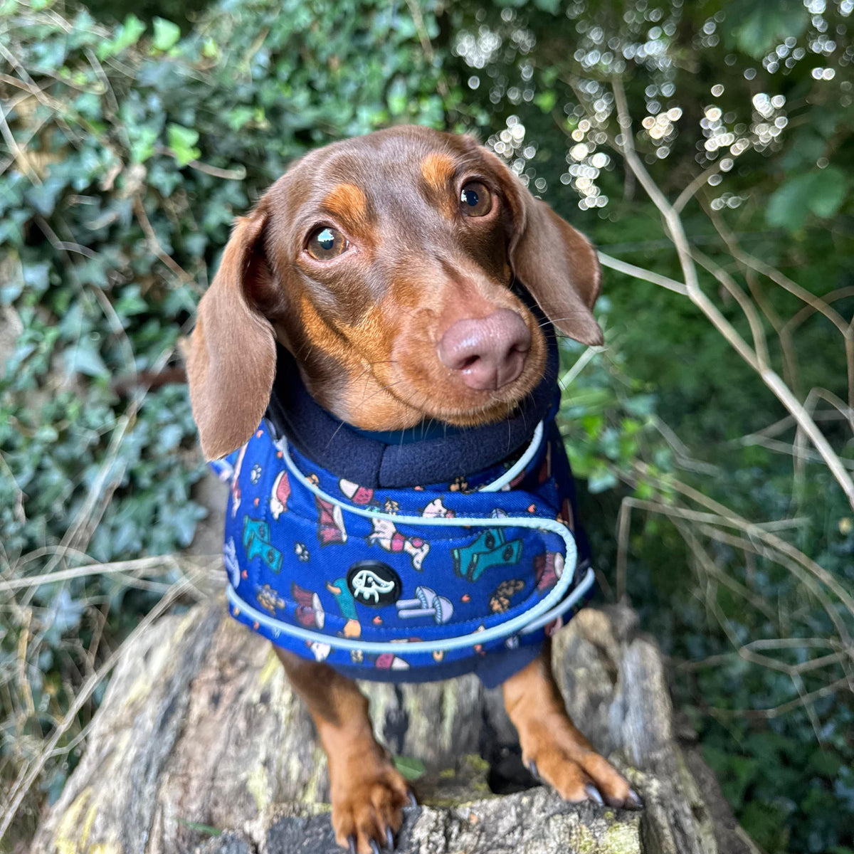 A brown dachshund wearing a blue patterned harness sits on a tree stump in a lush green outdoor setting.