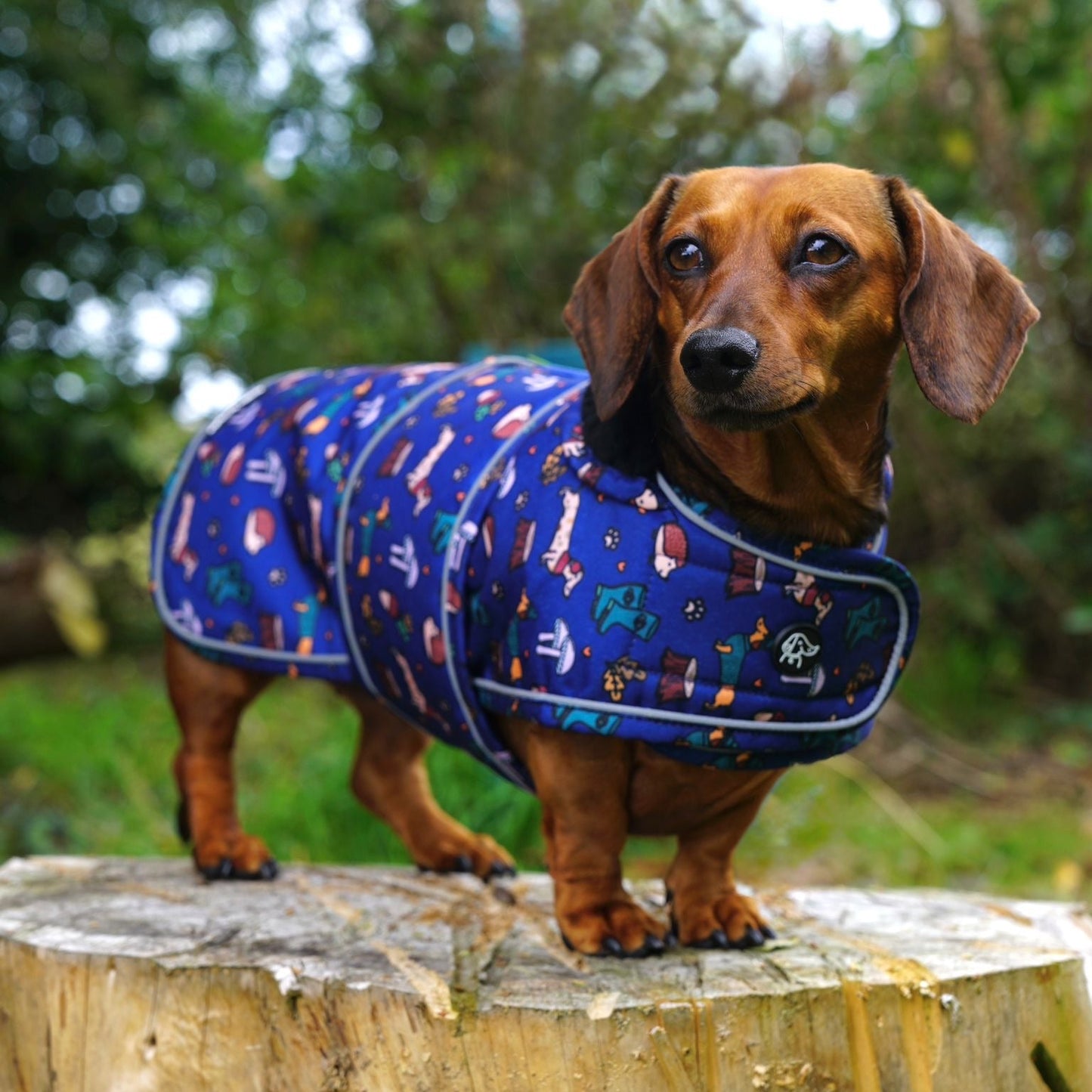 A dachshund standing on a tree stump outdoors, wearing a blue dog coat with a colorful outdoor-themed pattern of boats, dogs, and trees.