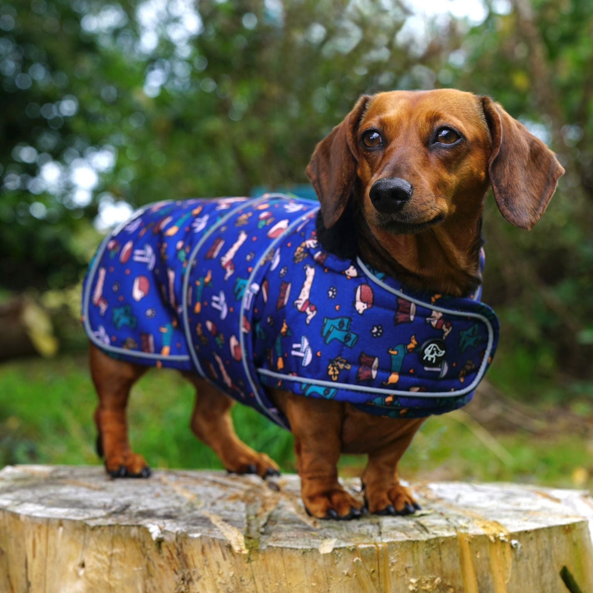 A dachshund standing on a tree stump outdoors, wearing a blue dog coat with a colorful outdoor-themed pattern of boats, dogs, and trees.