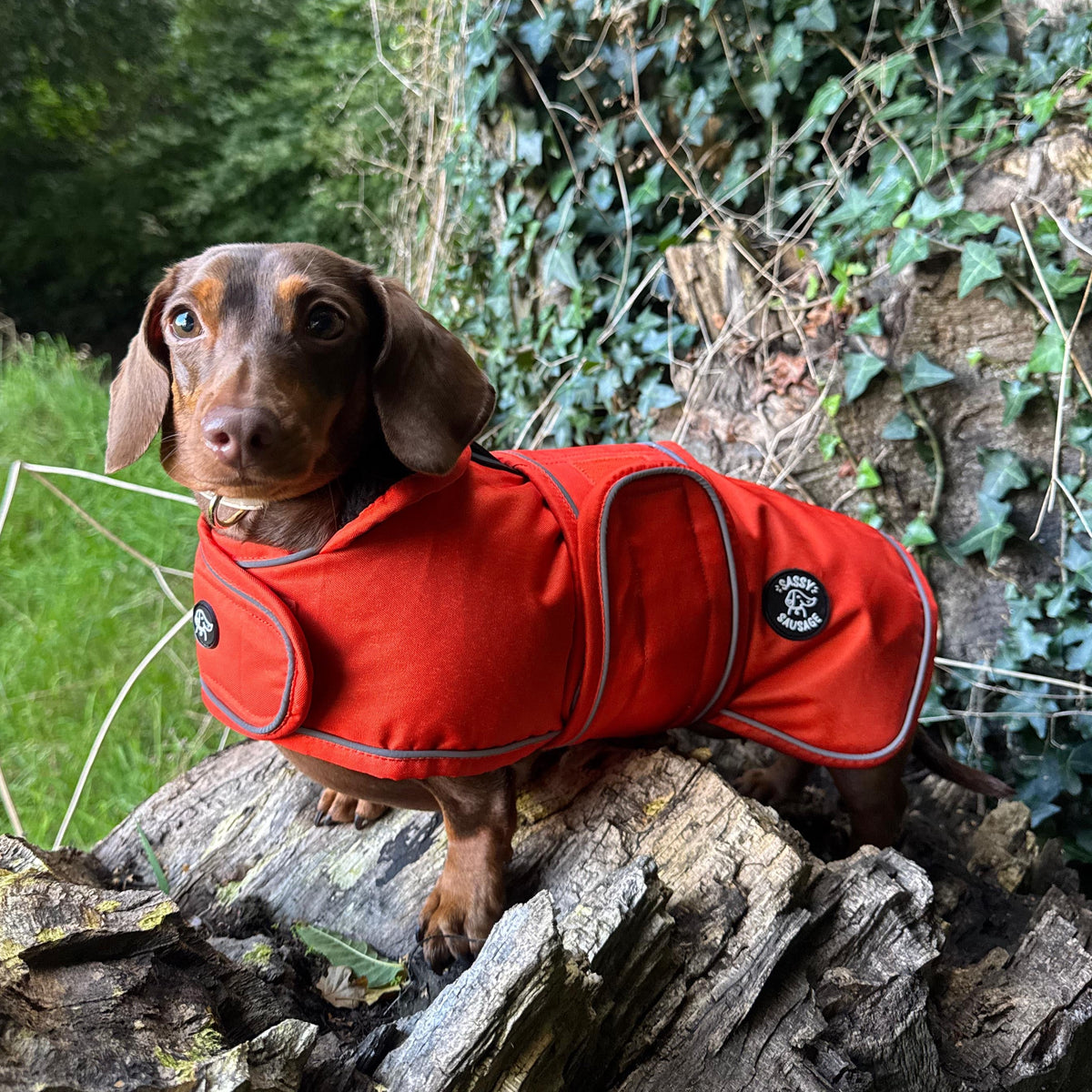 A brown dachshund wearing a bright red dog coat with gray piping, standing on a weathered log in an outdoor setting with green ivy and trees in the background.