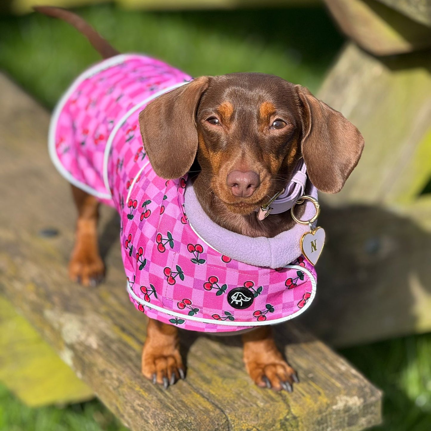 Cherries - Dachshund Jacket