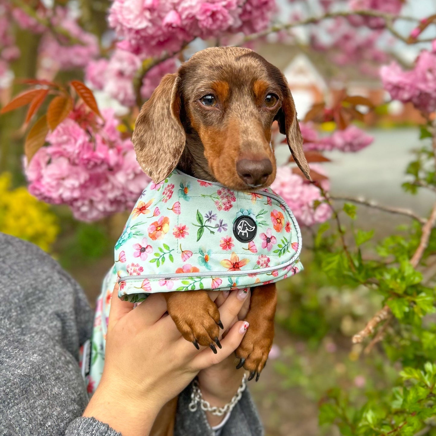 Springtime Fling - Dachshund Jacket
