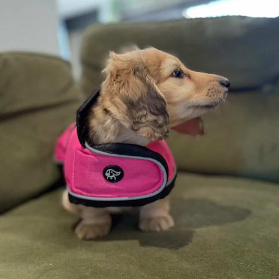 Puppy Dachshund Jacket