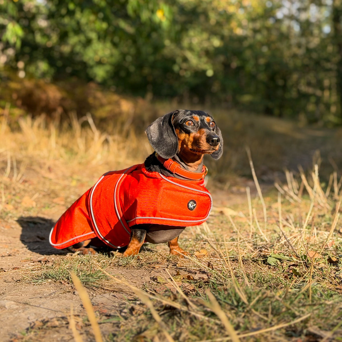 A dachshund wearing a bright orange dog coat sits on a dirt path outdoors with dry grass and green trees in the background.